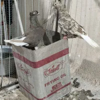 جفت دم سفید