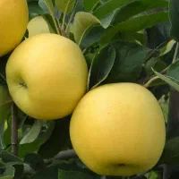 تولید و توزیع نهال سیب زرد فرانسه