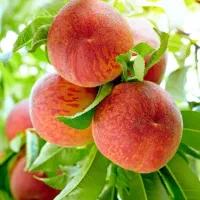 باغ ویلا شاهنامه گوارشک باغ هلو جنگلی داخل مجتمع