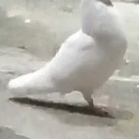 یک جفت کفتر پرشی|پرنده|شهریار, شهرک مصطفی خمینی|دیوار