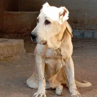 سگ خراسانی|سگ|اصفهان, لنبان|دیوار