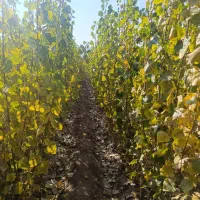 نژاد برتر تخصص ماست|گل و گیاه طبیعی|یاسوج, |دیوار