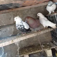 تعدادی کبوتر پرش سنگین|پرنده|امیدیه, |دیوار