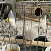 فروش جفت عروس هلندی آلبینو و لوتینو