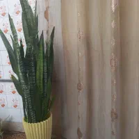 گل سانسوریا بلند زیبا