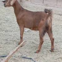 گیسه رشتی اوست نژاد دوقلو فروشی|حیوانات مزرعه|بم, |دیوار