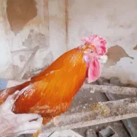 خروس گلین چهل تاج