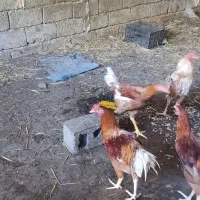 مرغ محلی|حیوانات مزرعه|تاتار علیا, |دیوار