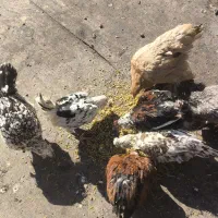 مرغ بومی گلین|حیوانات مزرعه|خمینی‌شهر, |دیوار