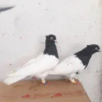 فروش جفت کله سیاه یاهمون کله اهوازی|پرنده|کارون, |دیوار