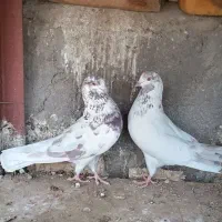 ی جفت کفتر قلمکار سرخ