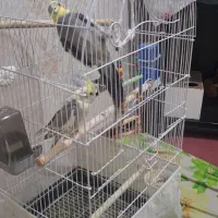 یک جفت عروس هلندی سخنگو