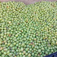 فروش فله ای سیب سبز|خوردنی و آشامیدنی|شبستر, |دیوار