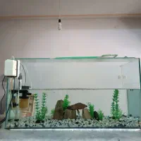 آکواریوم|ماهی|مشهد, نکاح|دیوار