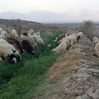 میش همراه بره|حیوانات مزرعه|بافت, |دیوار