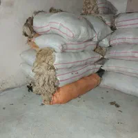 پشم گوسفند سفید اعلای گرمانشاه