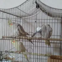 عروس هلندی لوتینو