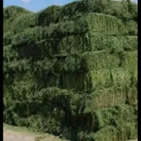 یونجه بسته بندی درجه یک