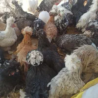 مرغ سلطان ولهستانی تخمگذار|حیوانات مزرعه|شیراز, سلطان آباد|دیوار