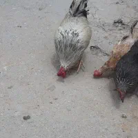 خروس