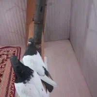 دو کبوتر سینه ای تمیز جفت