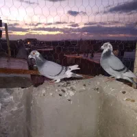 کبوتر پلاکی