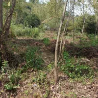 زمین بحر جاده اصلی|فروش زمین و ملک کلنگی|املش, |دیوار