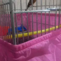 سهره قناری درجه یک با صدای زیبا