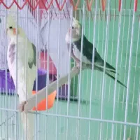 عروس هلندی طوطی ماده پروانه ای دو کت نر بلق