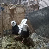 کبوتر طوقی سیاه|پرنده|قم, نیروگاه|دیوار