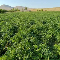 کاه گندم مال پارسال ۱۰ باردان