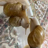 حلزون اچاتینا|خزنده|اسلام‌شهر, شهرک قائمیه|دیوار