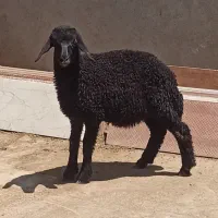 ۱راس بره نر سیاه دشتی مناسب نگهداری