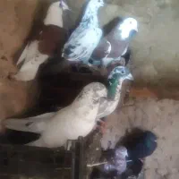 کفتر