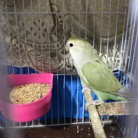 برزیلی ماده