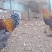 برهما اصیل|حیوانات مزرعه|قیدار, |دیوار