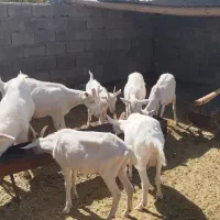 بزسانن‌آبستن