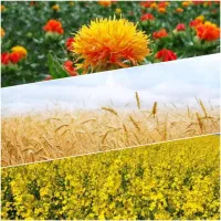 فروش هزار متر زمین مستثنیات حسین آباد دلگان