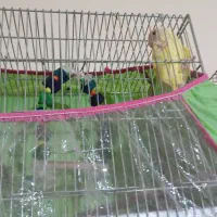 کوتوله ماده وعروس|پرنده|سبزوار, قصبه شرقی|دیوار