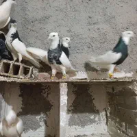 کبوتر|پرنده|الوند, |دیوار