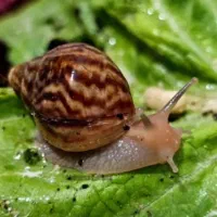 حلزون پرورشی ، اچاتینا و البینو +آموزش و رایگان