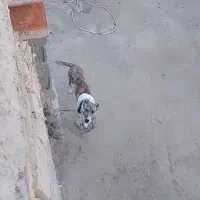 سگ کوچوک