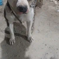 گمشده|حیوانات|ملارد, |دیوار