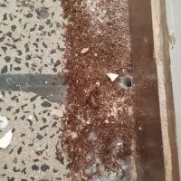 سم پاشی وموریانه زدایی اریاگستر(حسنوند)تضمینی