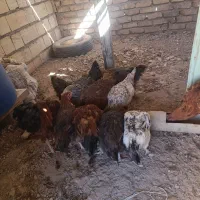 مرغ تخم گذار محلی