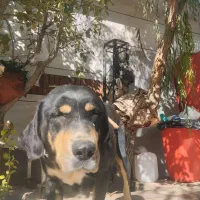 گم شده،مژدگانی بگیرید|حیوانات|همدان, |دیوار