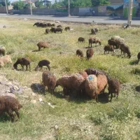 میش بره|حیوانات مزرعه|نهاوند, |دیوار