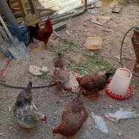 ۴ عدد مرغ تخم گذار درشت
