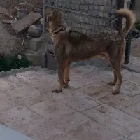 فروش سگ پژدر دو ساله