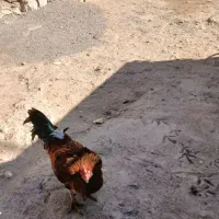 خروس و بوقلمو|حیوانات مزرعه|نورآباد, |دیوار